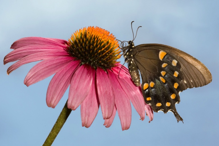 Spicebush Butterfly